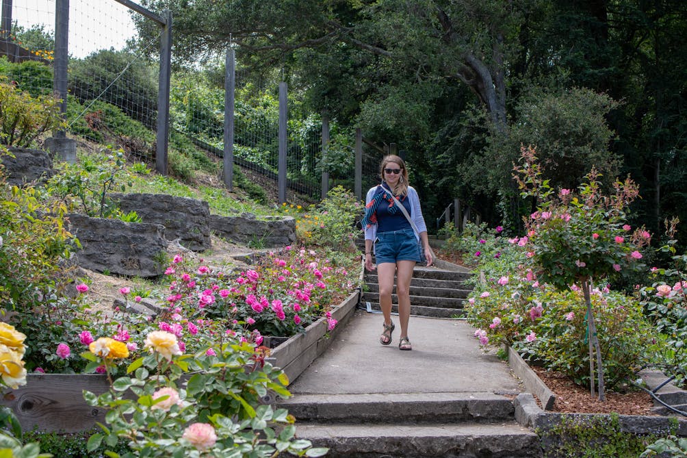 Person walking a path in the Berkeley Rose Garden 