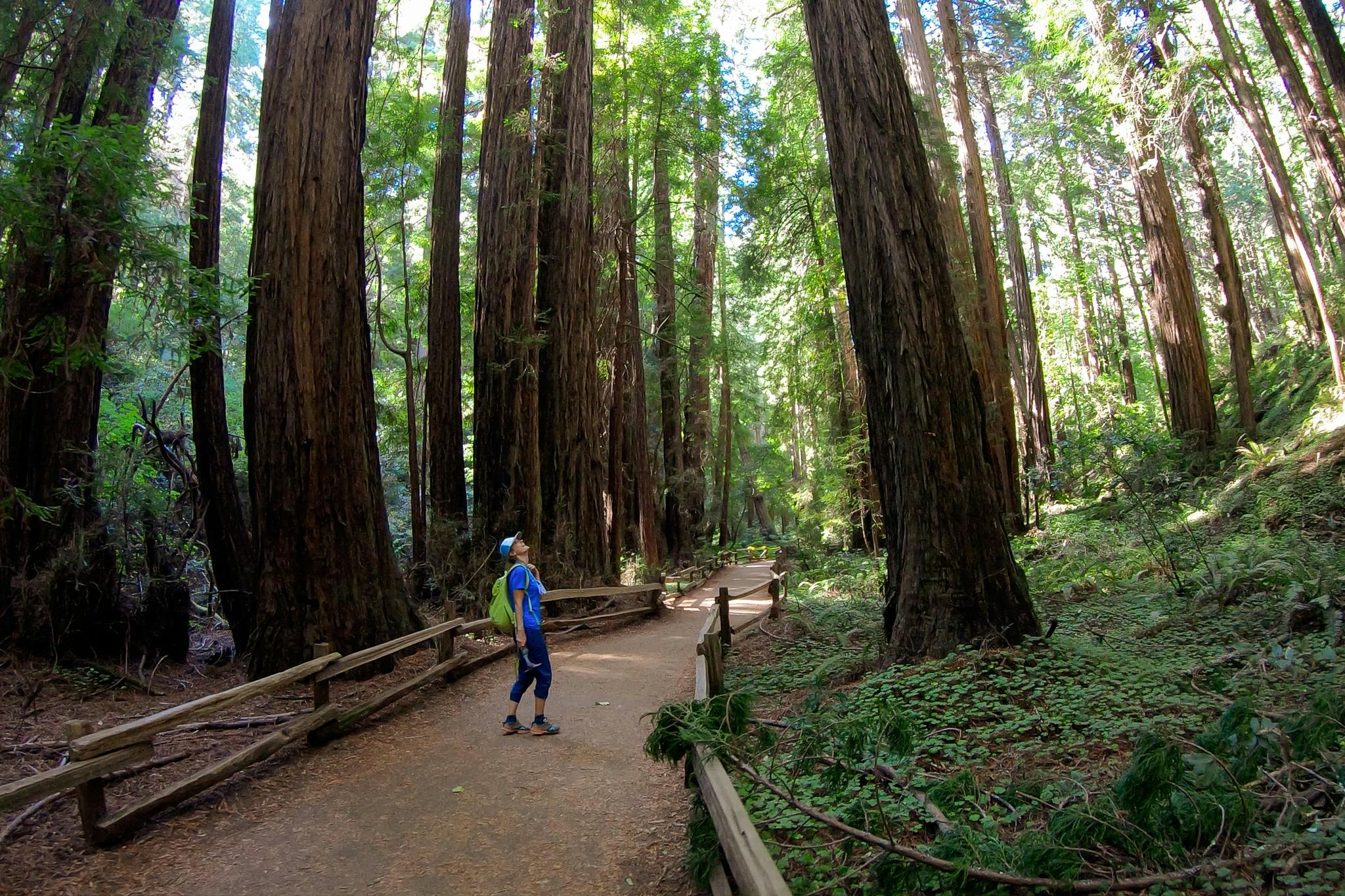 Meditative Redwoods Hikes Forest Bathing in the SF Bay Area