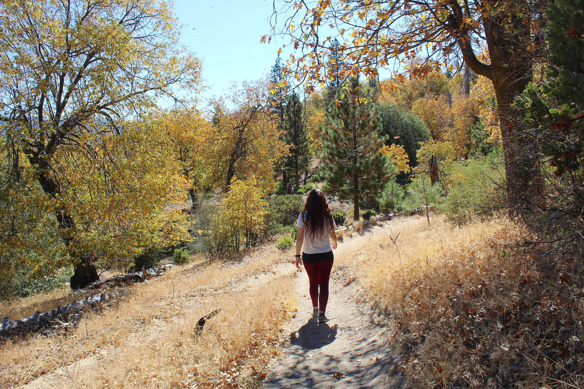 Fall Color Hike Sawmill Road Near Lake Arrowhead