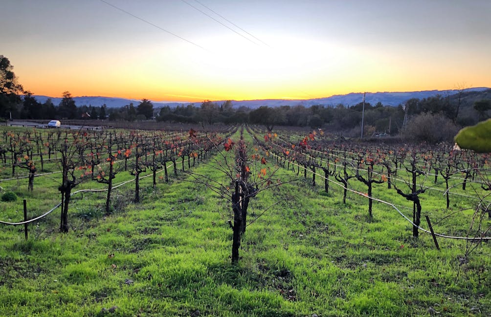 Sunset at Bartholomew Park Winery in Sonoma Valley 