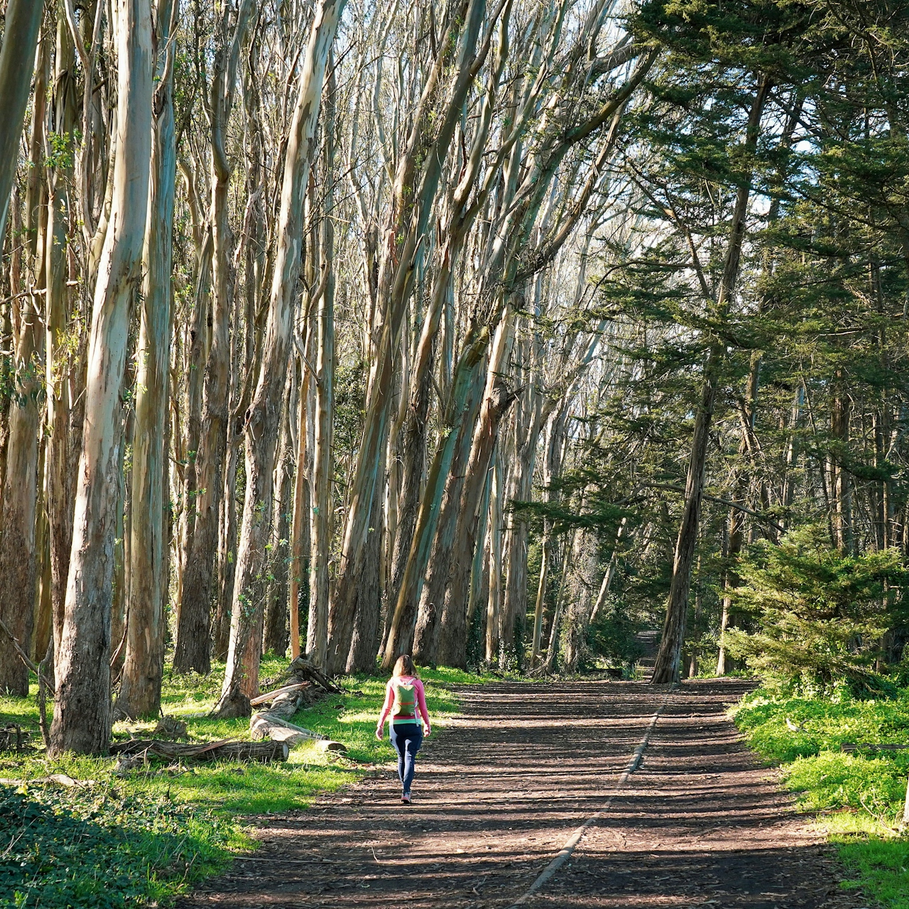 Hiker among eucalyptus trees in the Heart of the Park hike in the San Francisco Presidio 