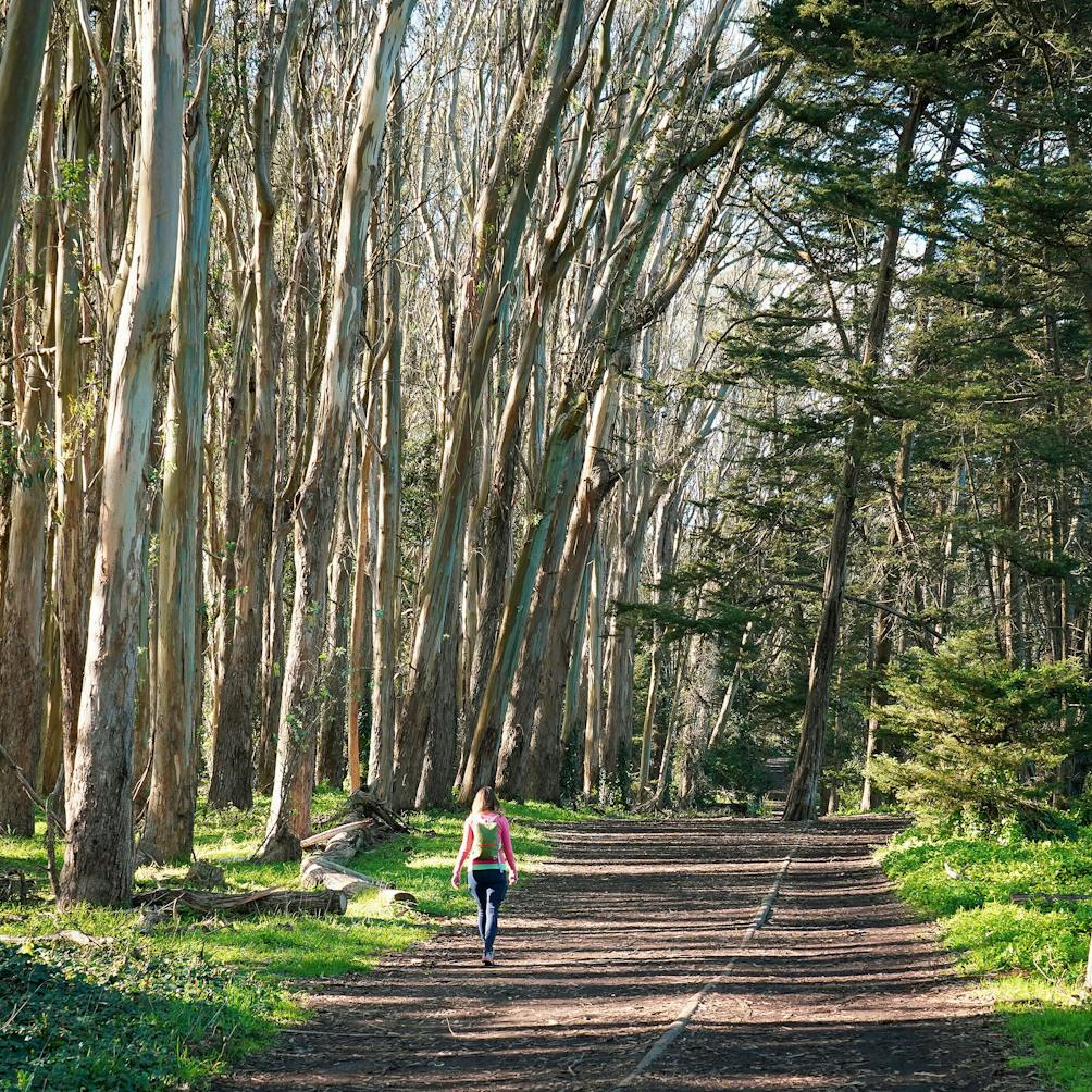 Hiker among eucalyptus trees in the Heart of the Park hike in the San Francisco Presidio 