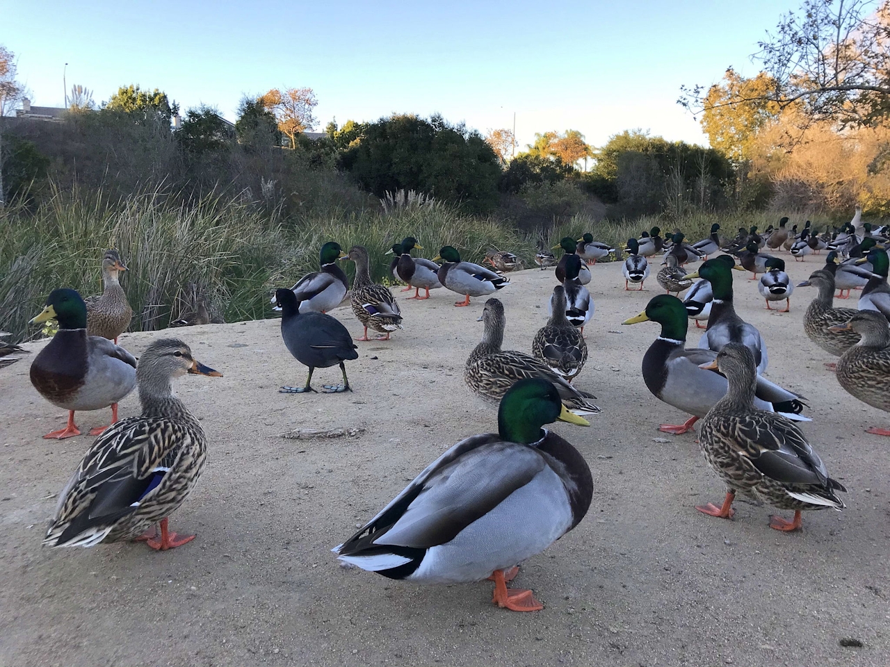 Hiking at Buena Vista Park in San Diego County 