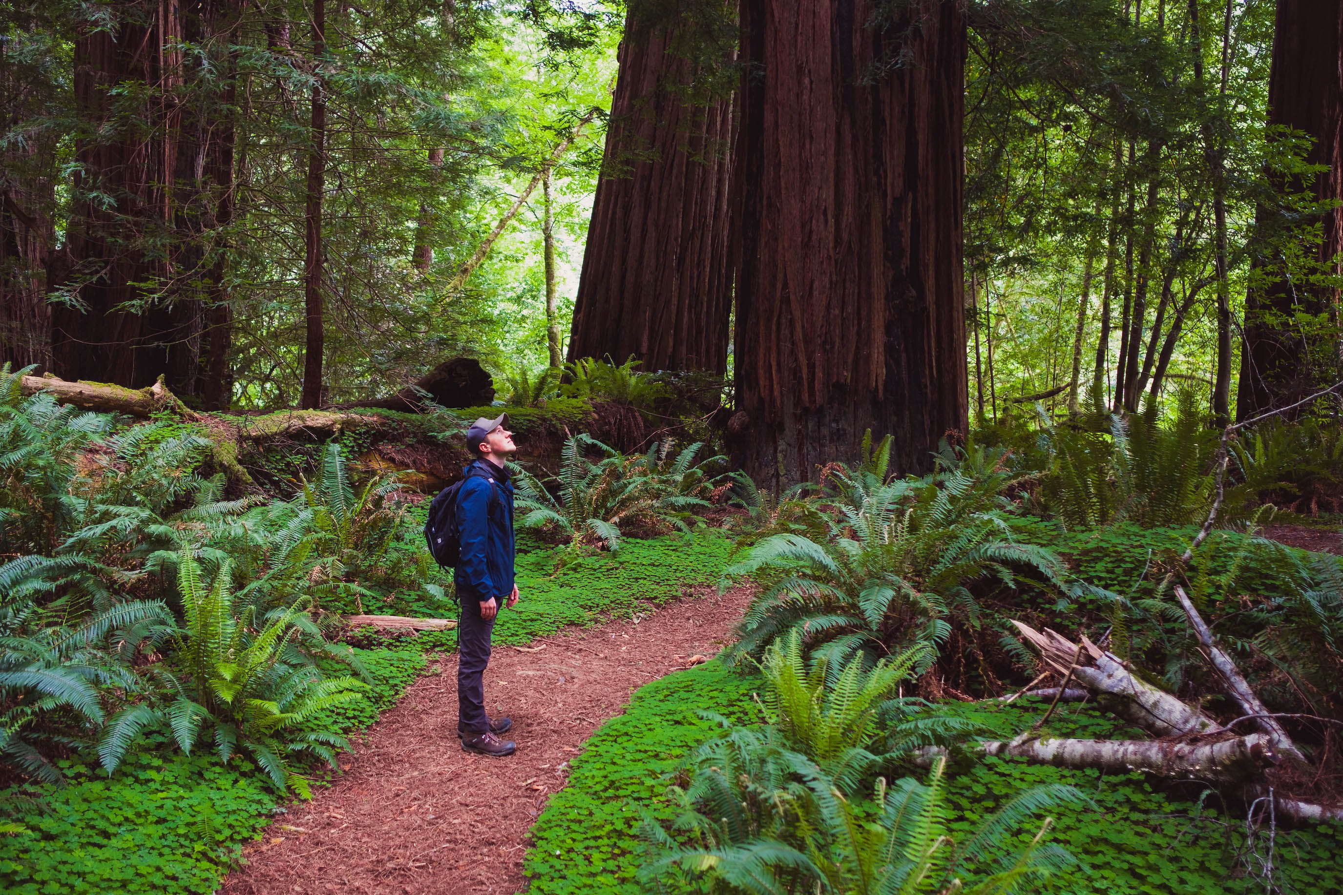 Humboldt redwood hiker