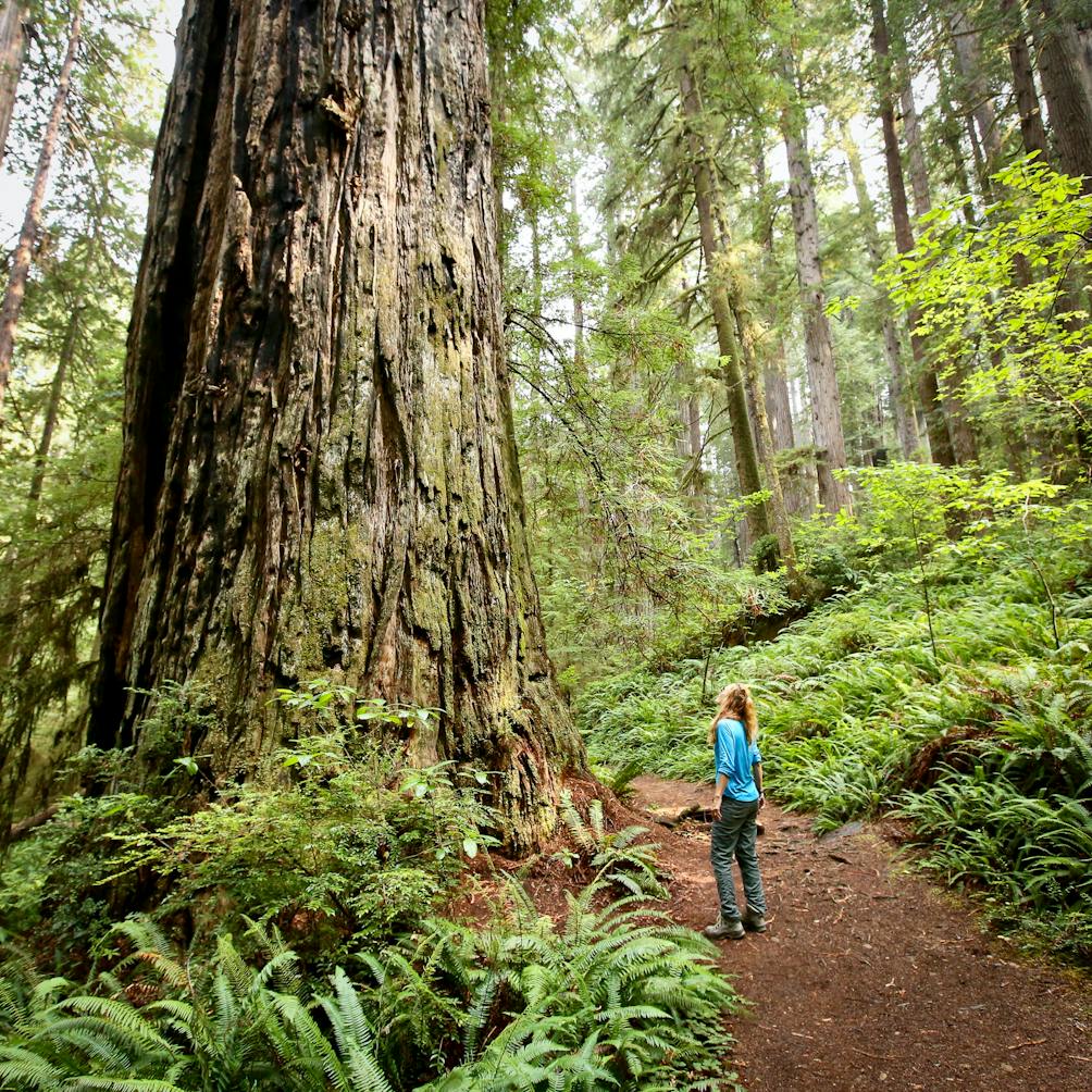 Hiker looking at the tallest trees on the planet at Prairie Creek Redwoods State Park in Humboldt County 