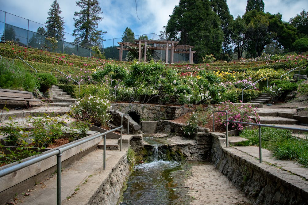 Berkeley Rose Garden 