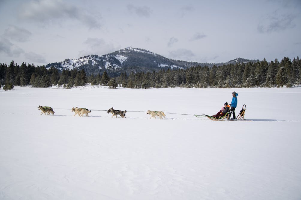 Dog sledding Reno Tahoe winter