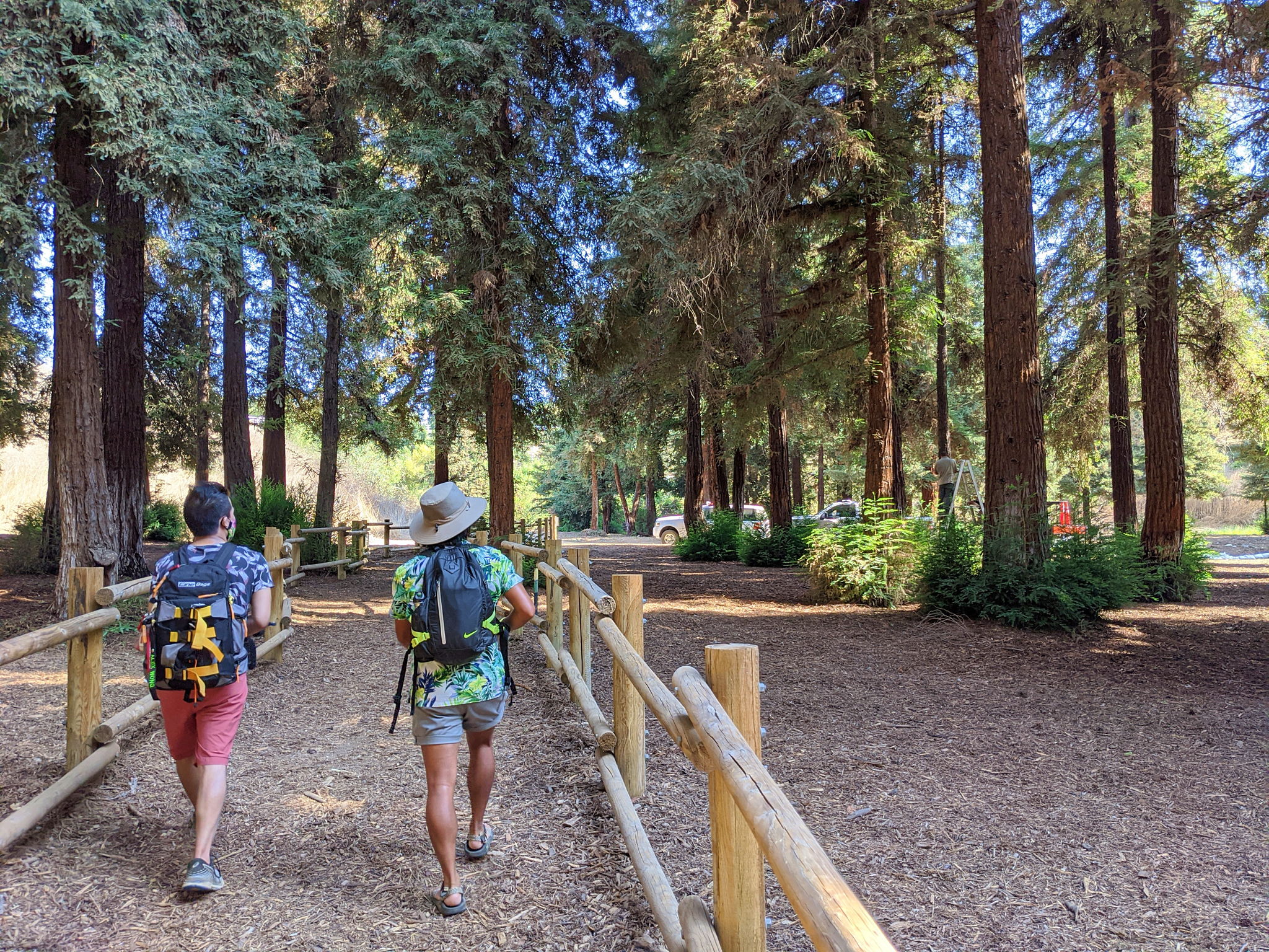 Hike Carbon Canyon Regional Park Coastal Redwood Grove