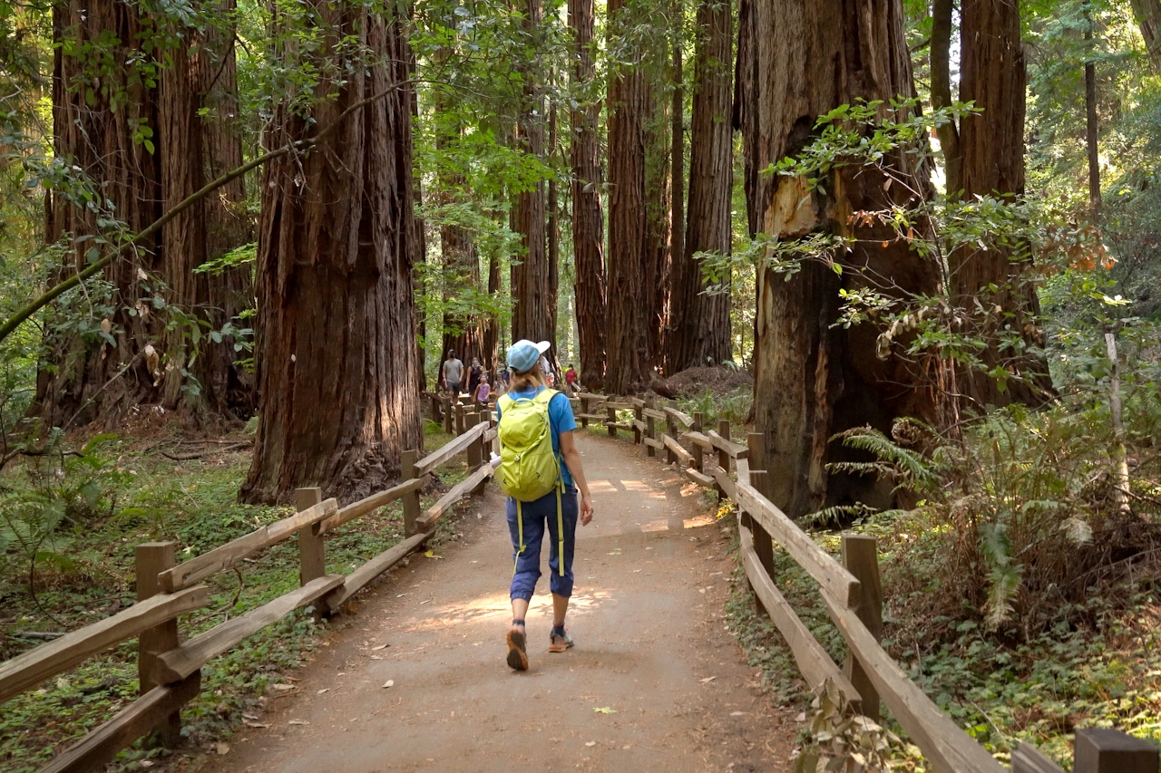 Hiker in Cathedral Grove at Muir Woods National Park near San Francisco 