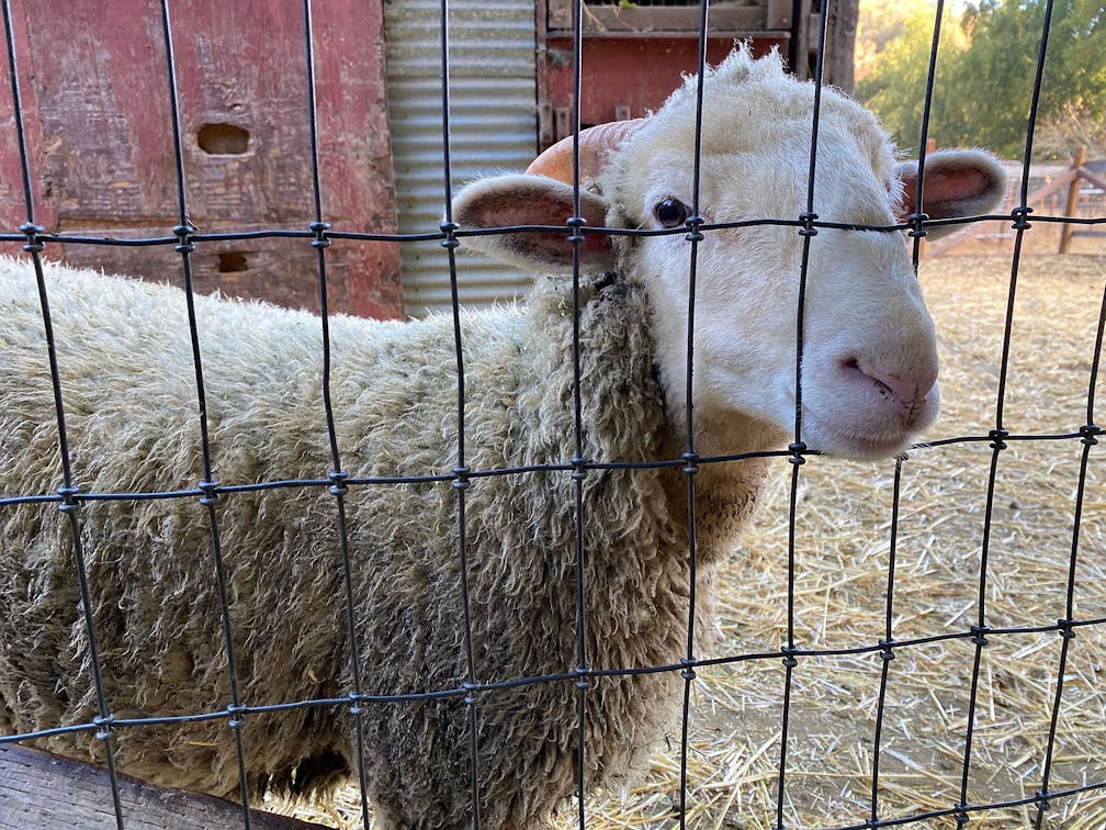 Sheep looking at camera in Hidden Villa Farm 