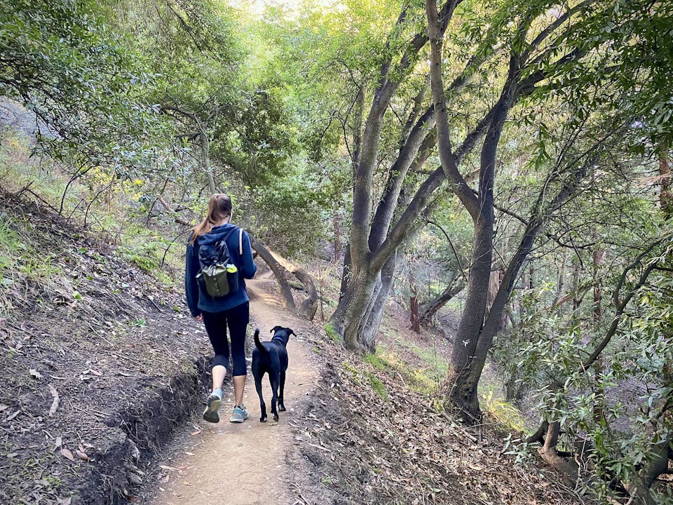 Woman walking her dog through a forest at Claremont Canyon in the East Bay 