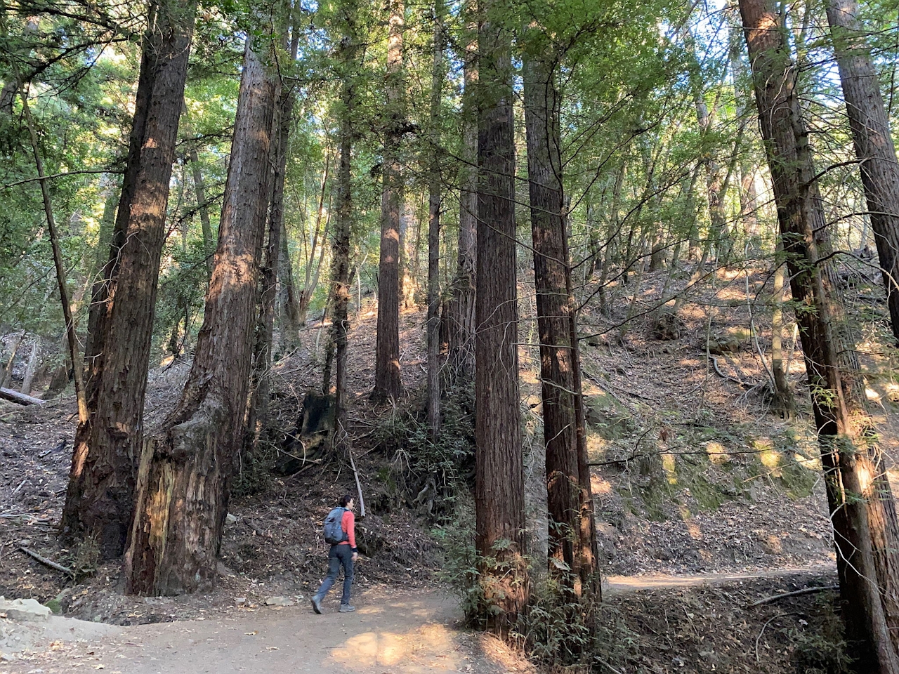 Todd Creek Redwoods Hike at Sanborn County Park 