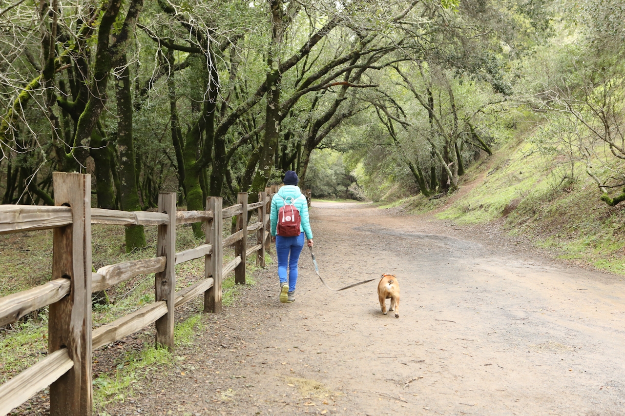 Indian Valley waterfall hike Novato