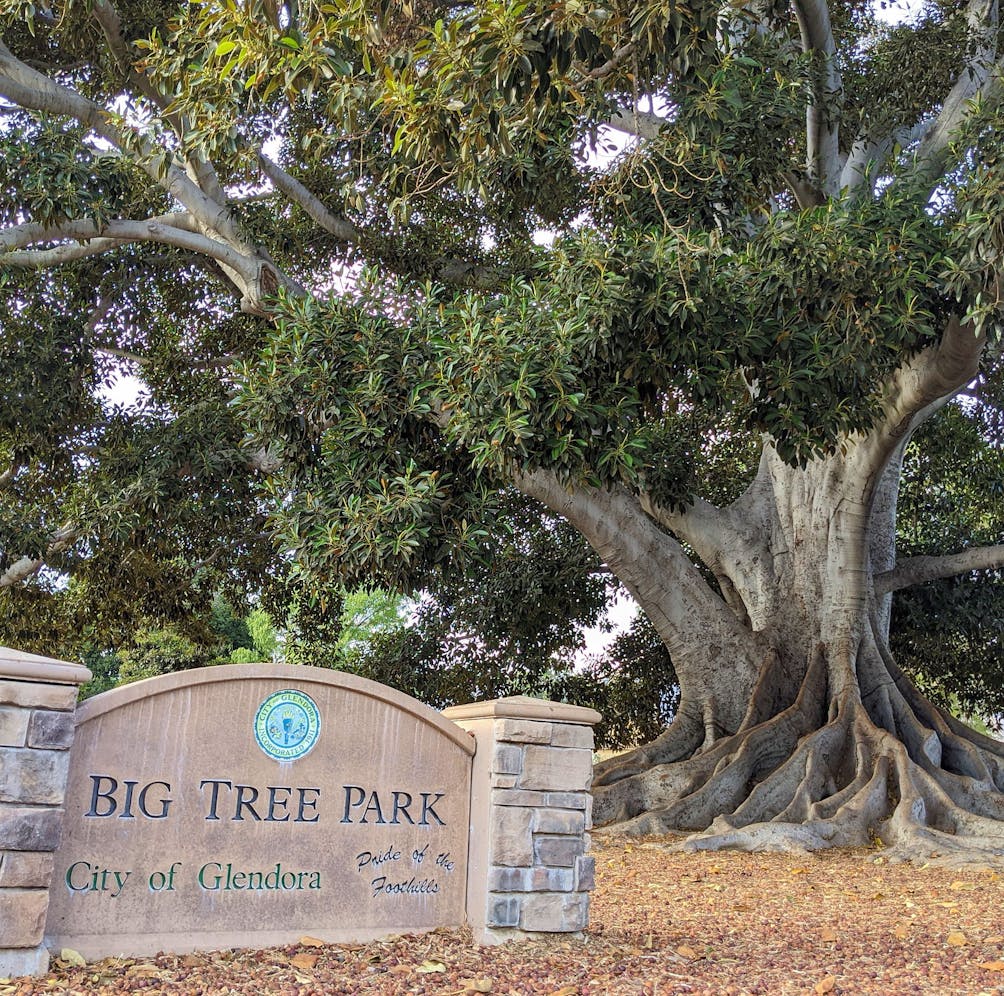 Big Tree Park And Historical Marker Glendora Ca
