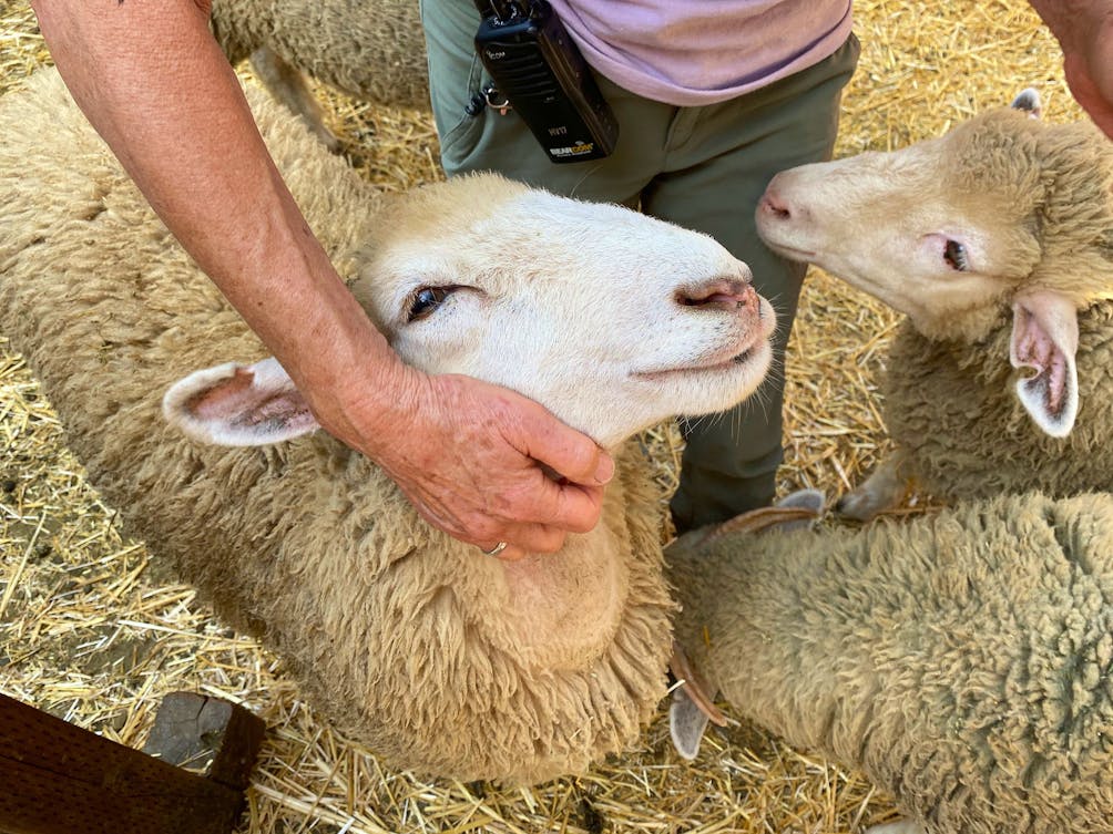 Cute sheep at Hidden Villa Farm in the South Bay 