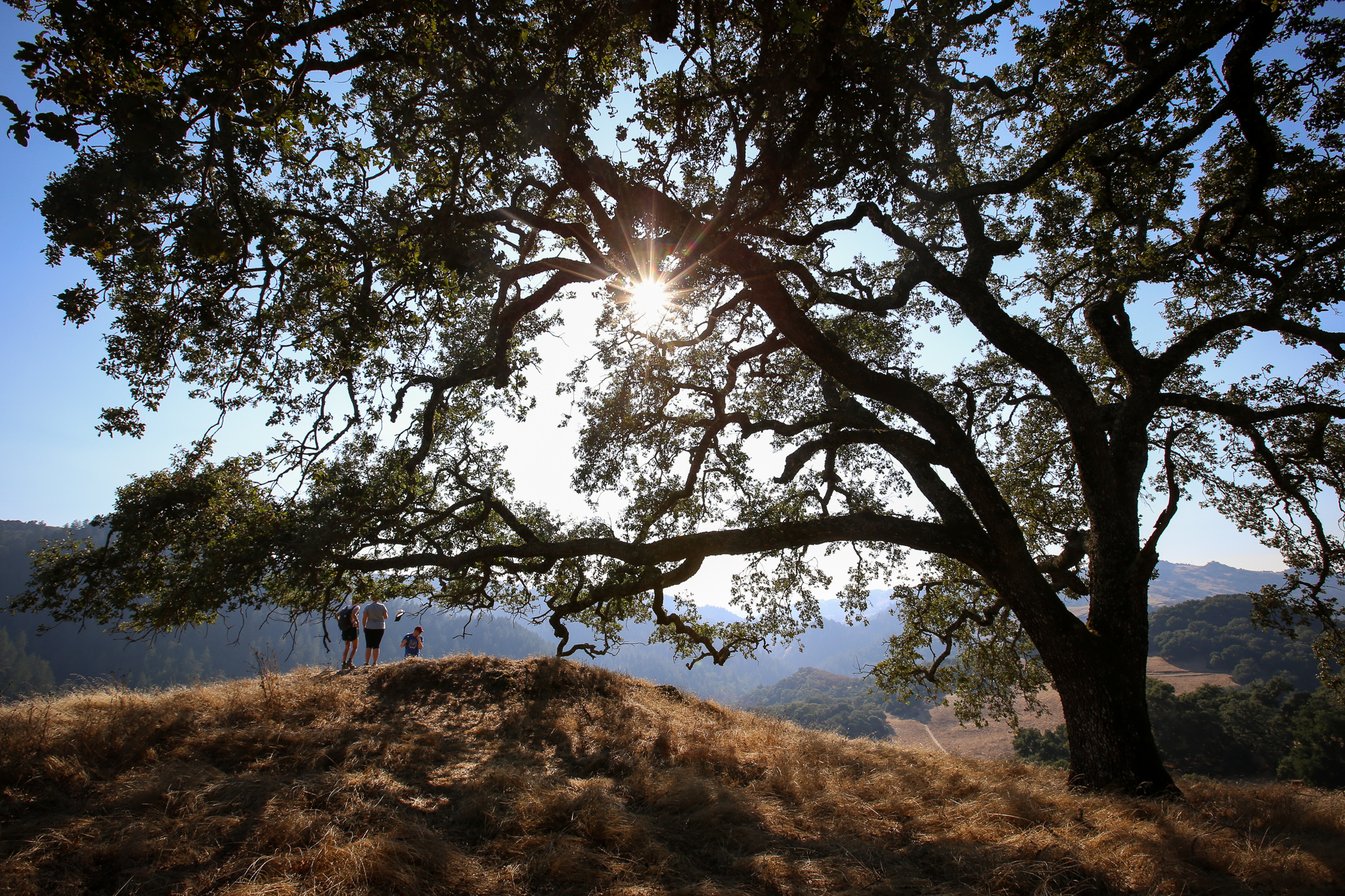 Grandmother Tree Hike Hood Mountain Sugarloaf park Sonoma