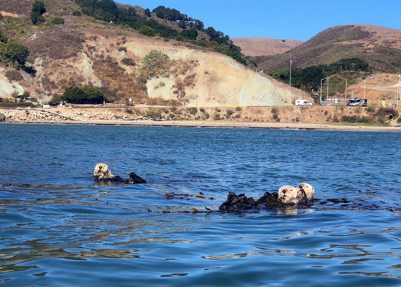 Kayak San Luis Bay Sea Otters