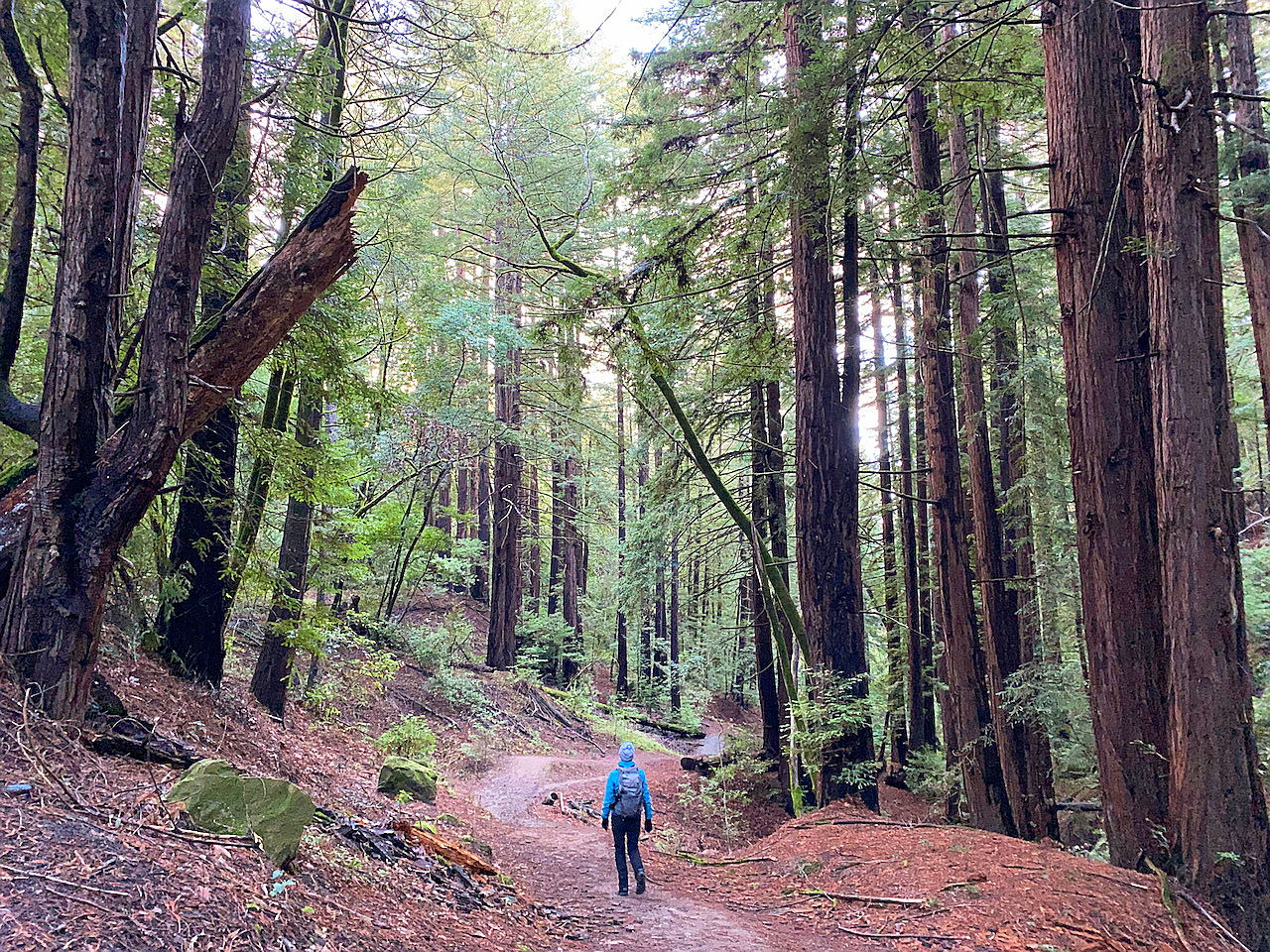 Woman on hiking trail staring up at redwood trees at Thornewood Preserve in Woodside 
