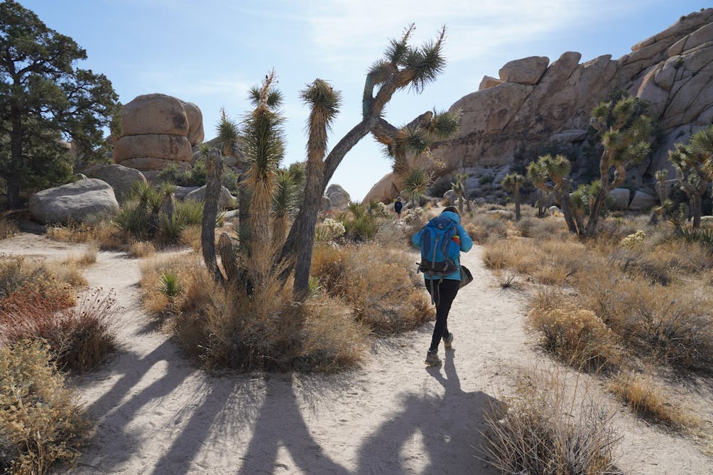 Hike the classic circuit of short trails at Joshua Tree National Park 