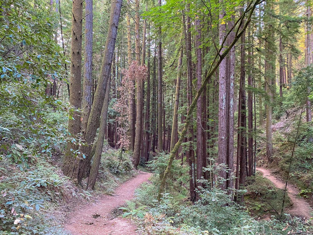 Hike the Redwoods at Henry Cowell State Park 