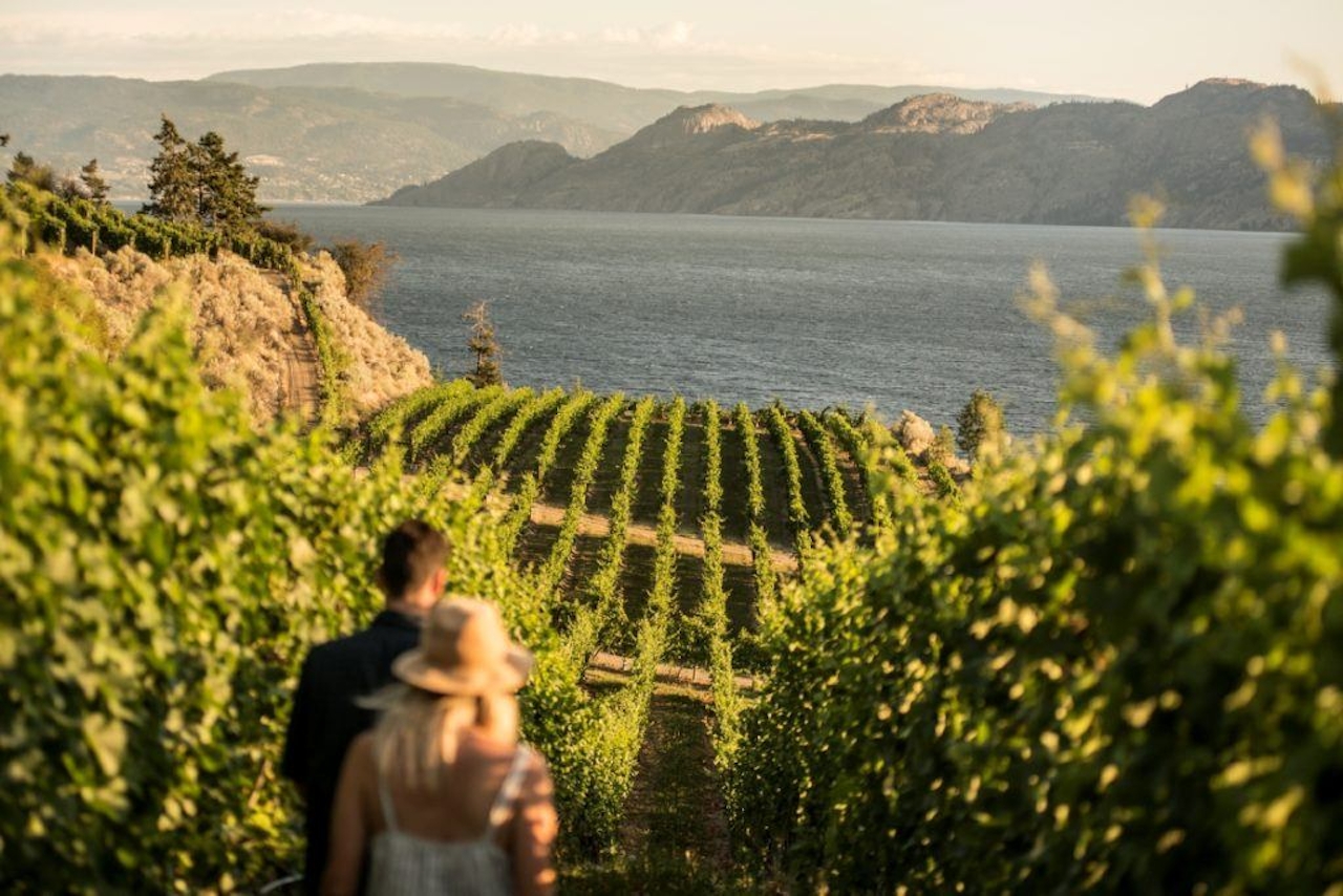 A young couple walks in the Evolve Cellars vineyard overlooking Okanagan Lake in Summerland, BC.