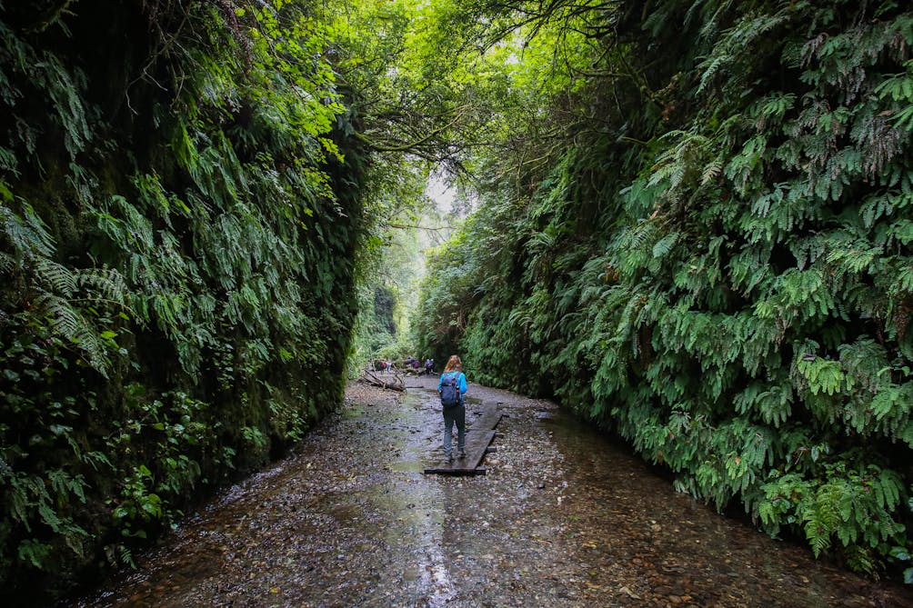 Hike Fern Canyon Prairie Creek Redwoods