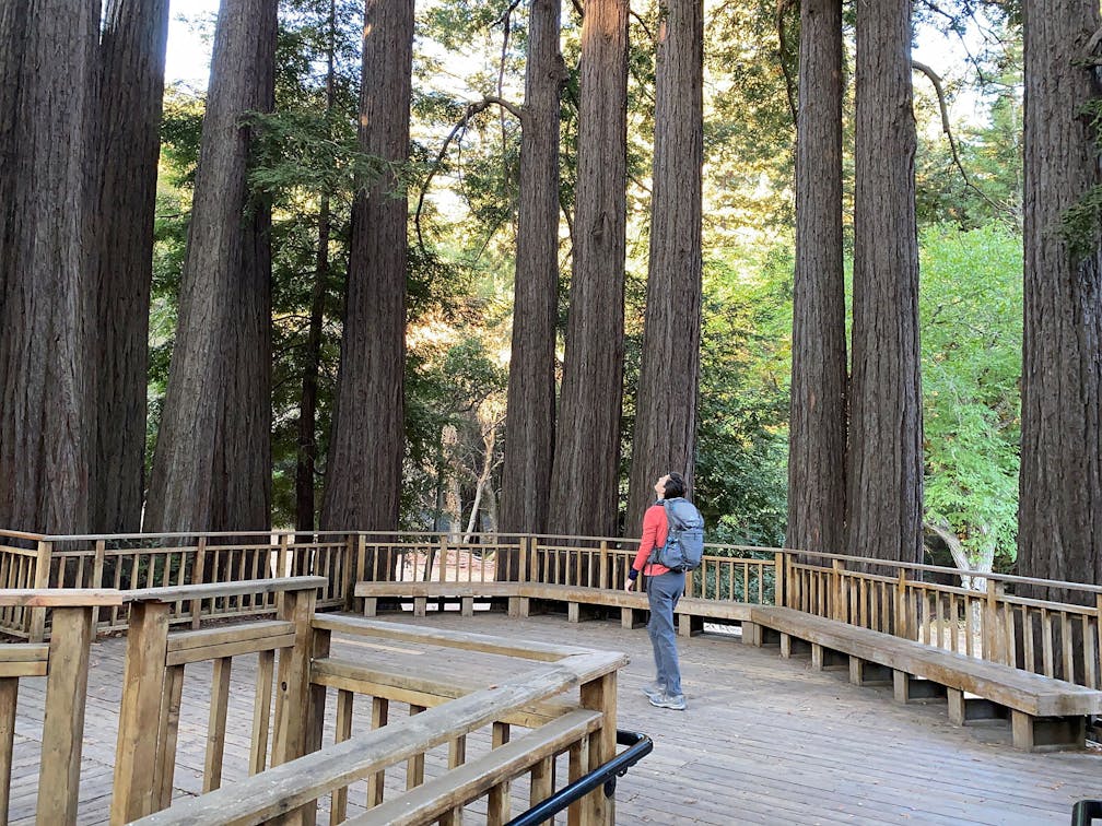 Hiking and forest bathing under redwoods at Sanborn County Park 