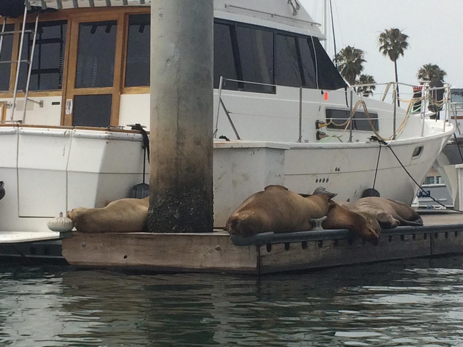 kayak channel islands harbor