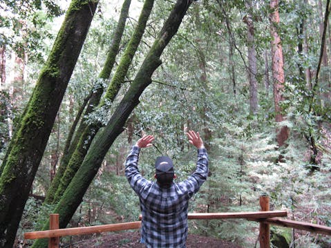 Hike the redwood forest at Huddart County Park in Woodside 