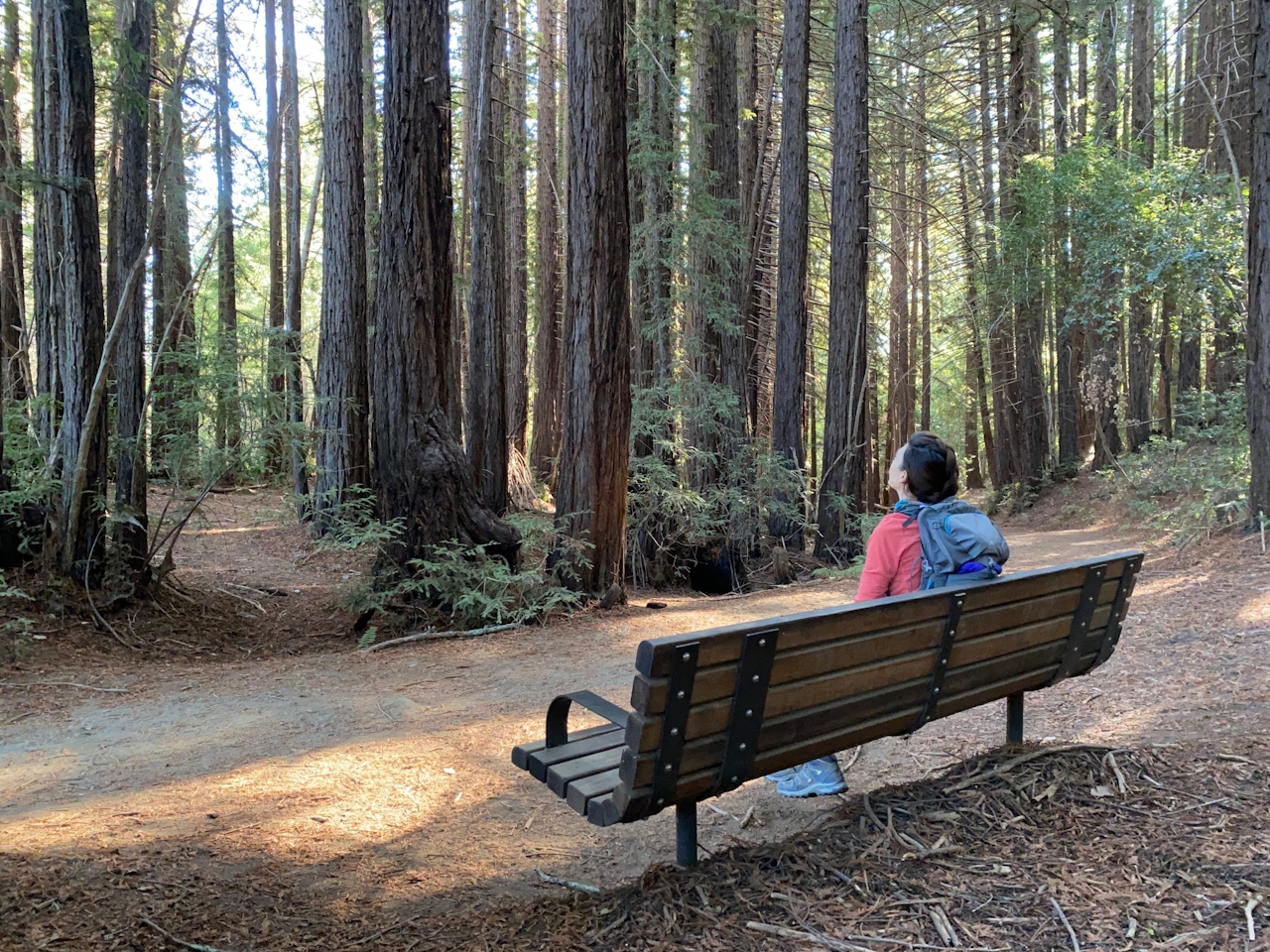 Hike among redwoods at Wunderlich Park 