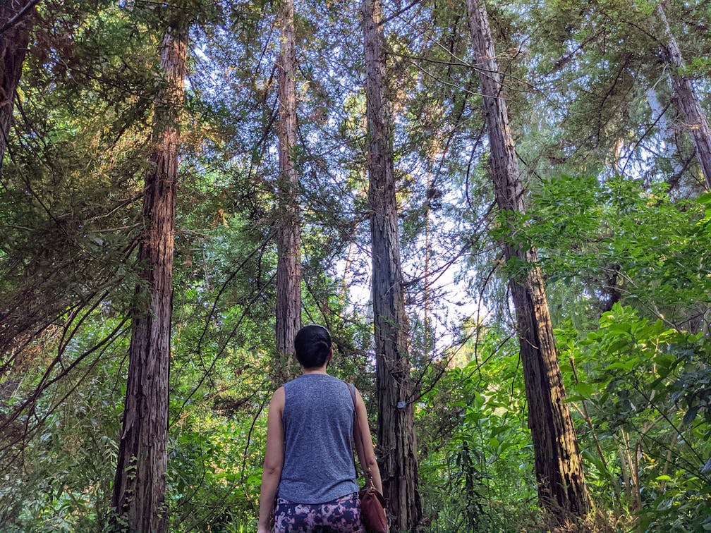 Redwoods at Los Angeles Arboretum in Arcadia