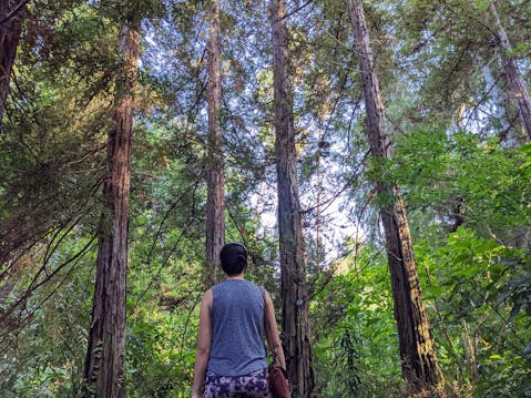Redwoods at Los Angeles Arboretum in Arcadia