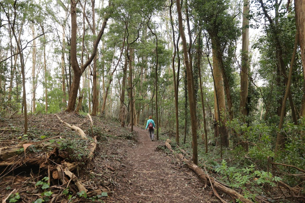 Hiker in Mount Sutro forest in San Francisco 