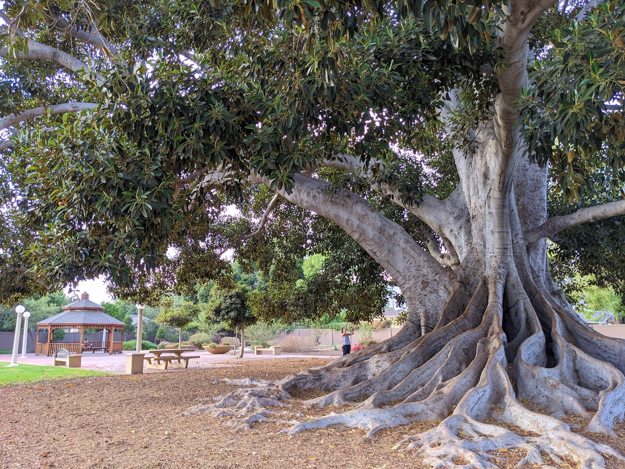 Explore Big Tree Park in Glendora 