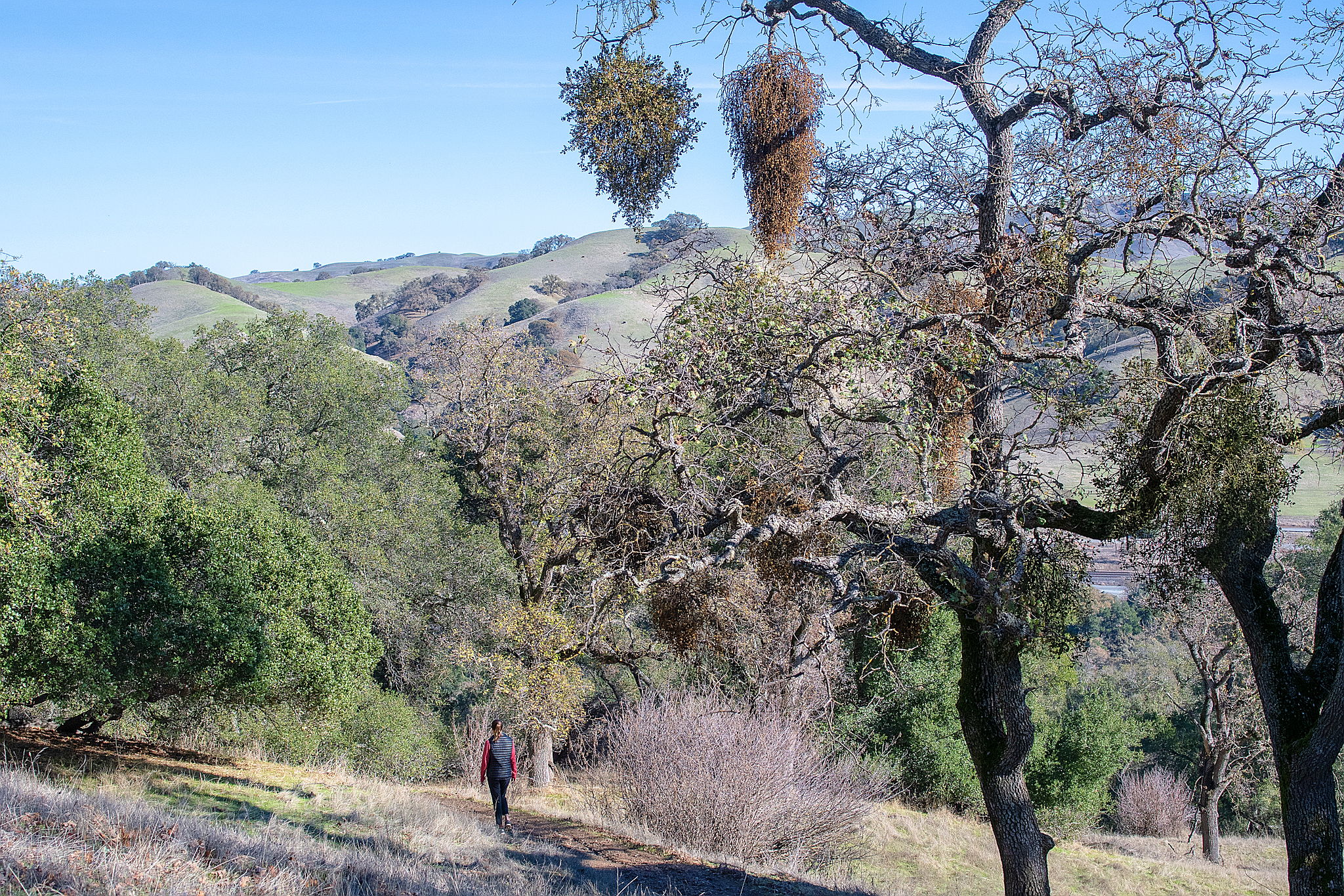 Woman Hiking Under Mistletoe at Pleasanton Ridge Regional Park in the East Bay 