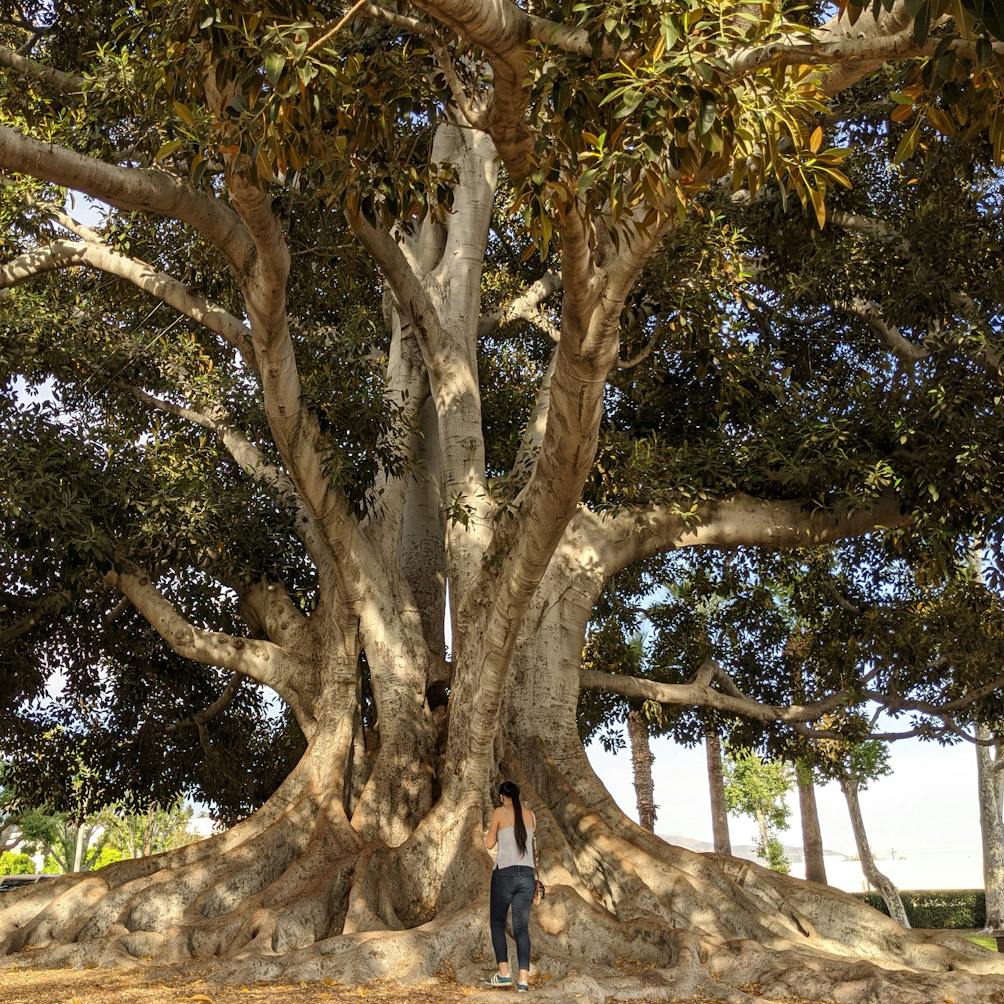 Big Tree Park And Historical Marker Map