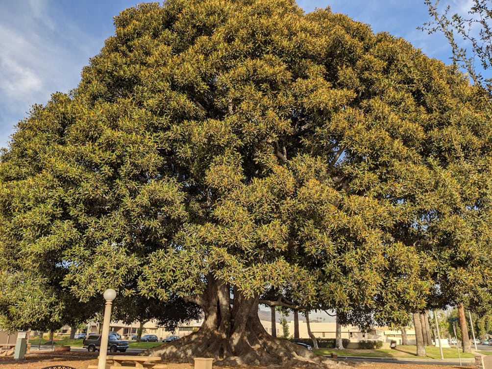 Big Tree Park And Historical Marker California