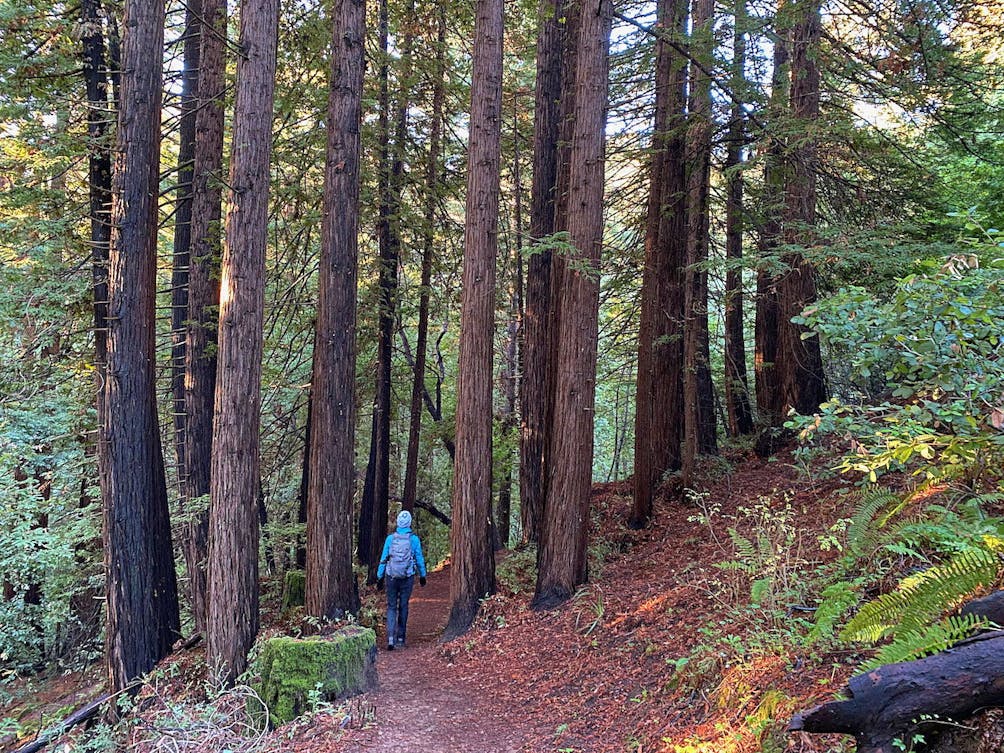 Woman hiking among the redwoods at Thornewood Preserve in Woodside 