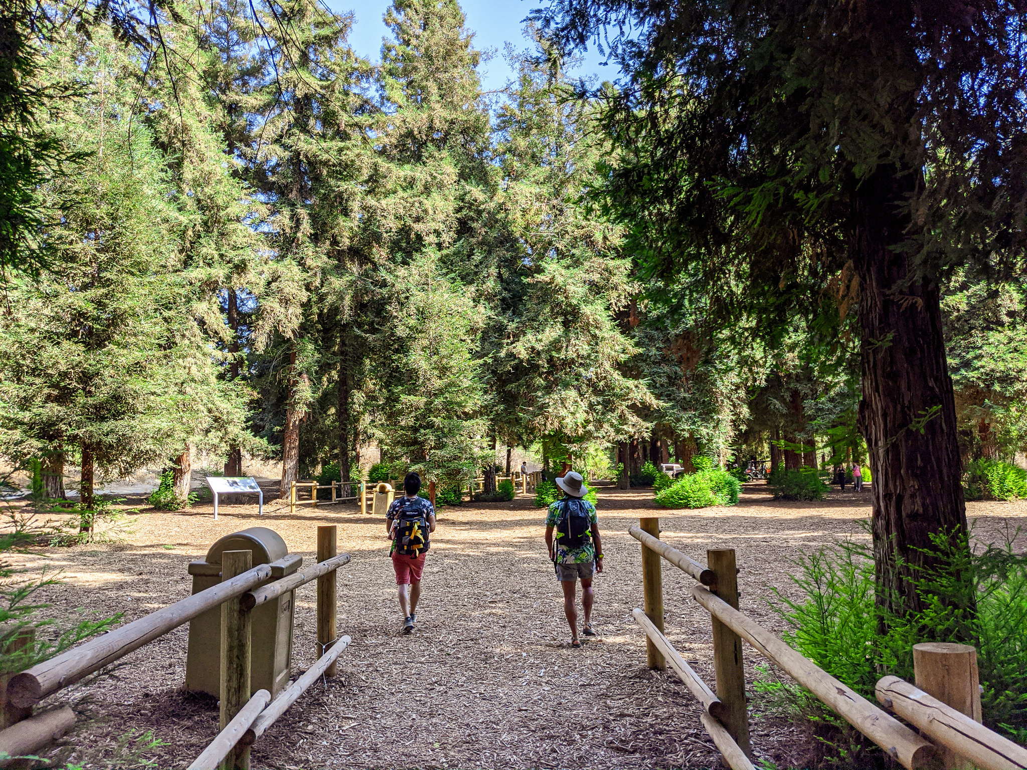 Man hiking in redwoods at Carbon Canyon Regional Park in Orange County 