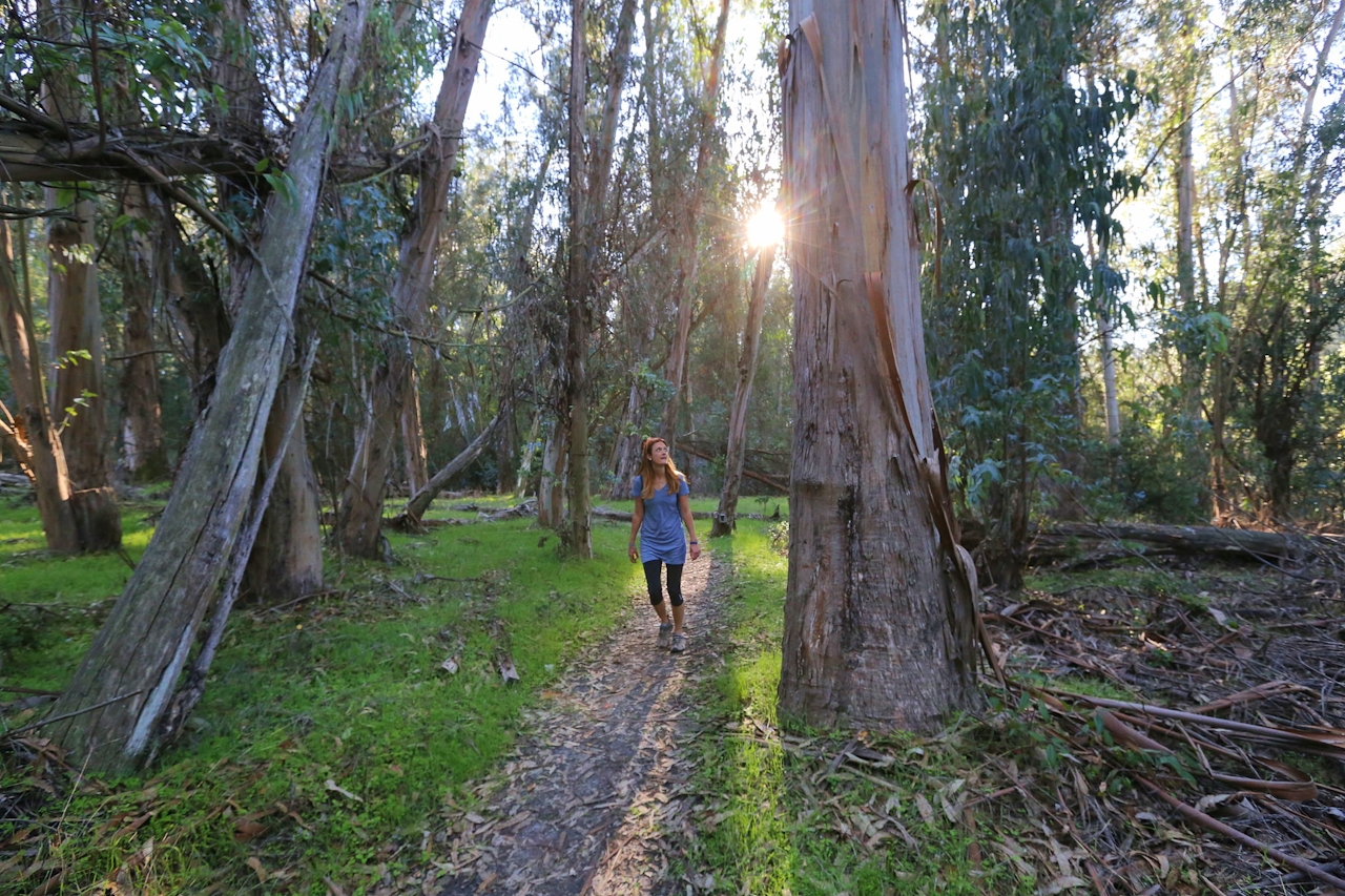 Hike in Tilden Regional Park East Bay