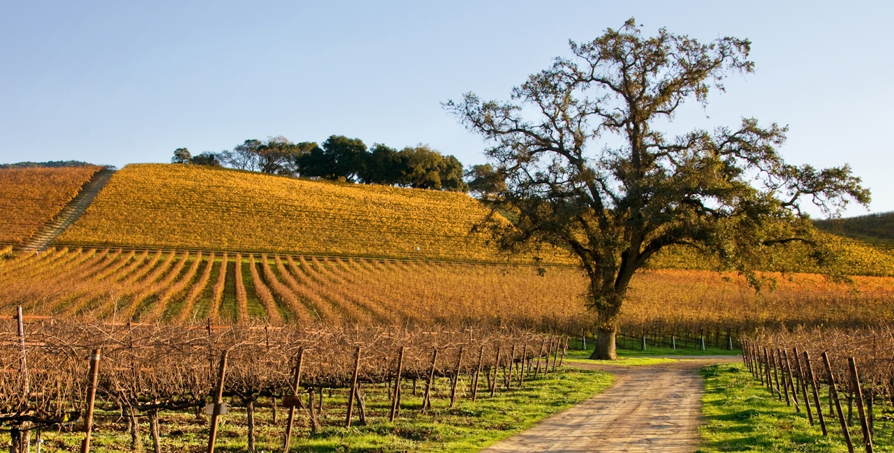 Sonoma Valley 