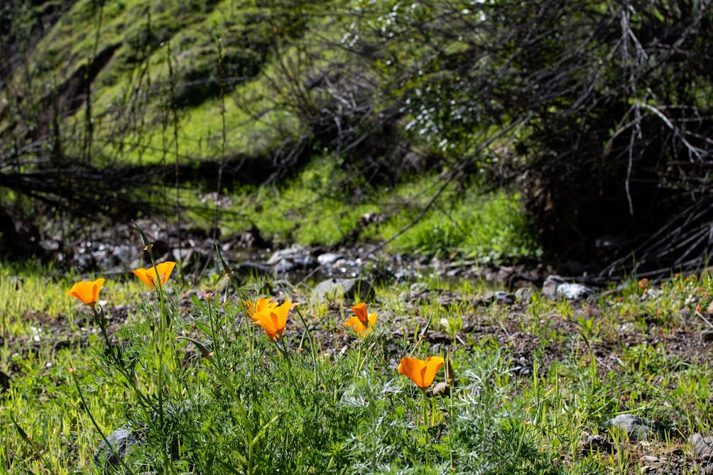 Poppies at Sunol Wilderness Regional Preserve 
