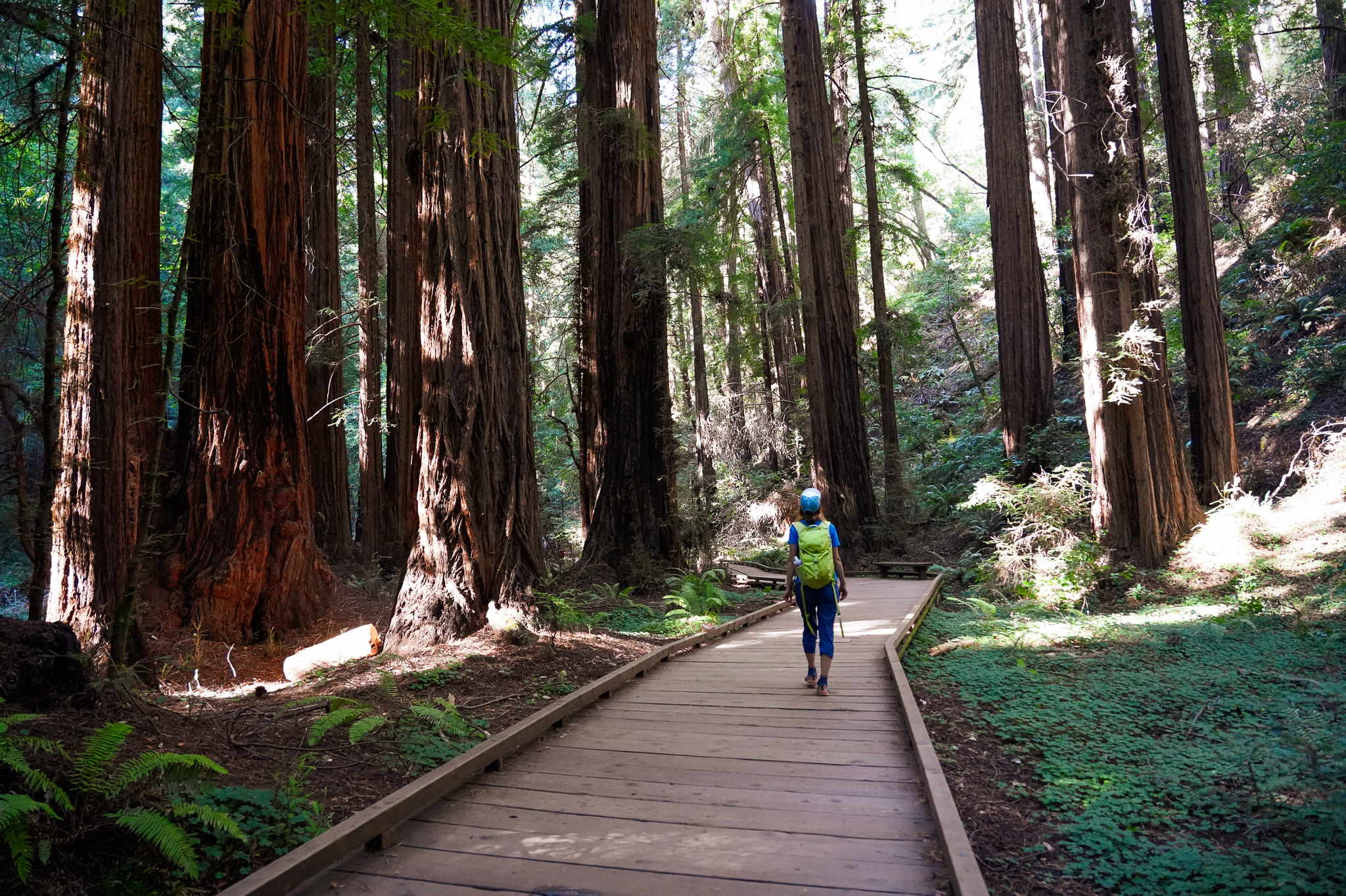 Woman walking among redwoods in Muir Woods National Monument 