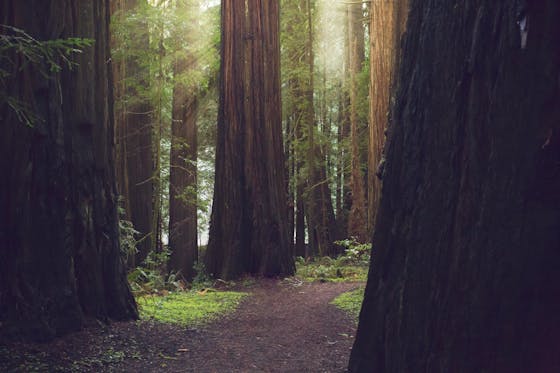 Humboldt redwoods