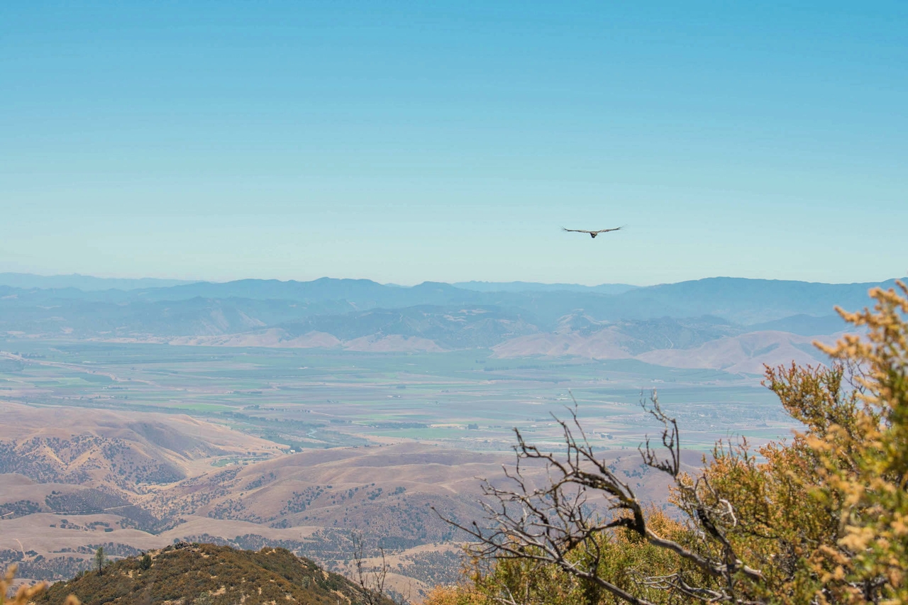 California Condor Pinnacles National Park