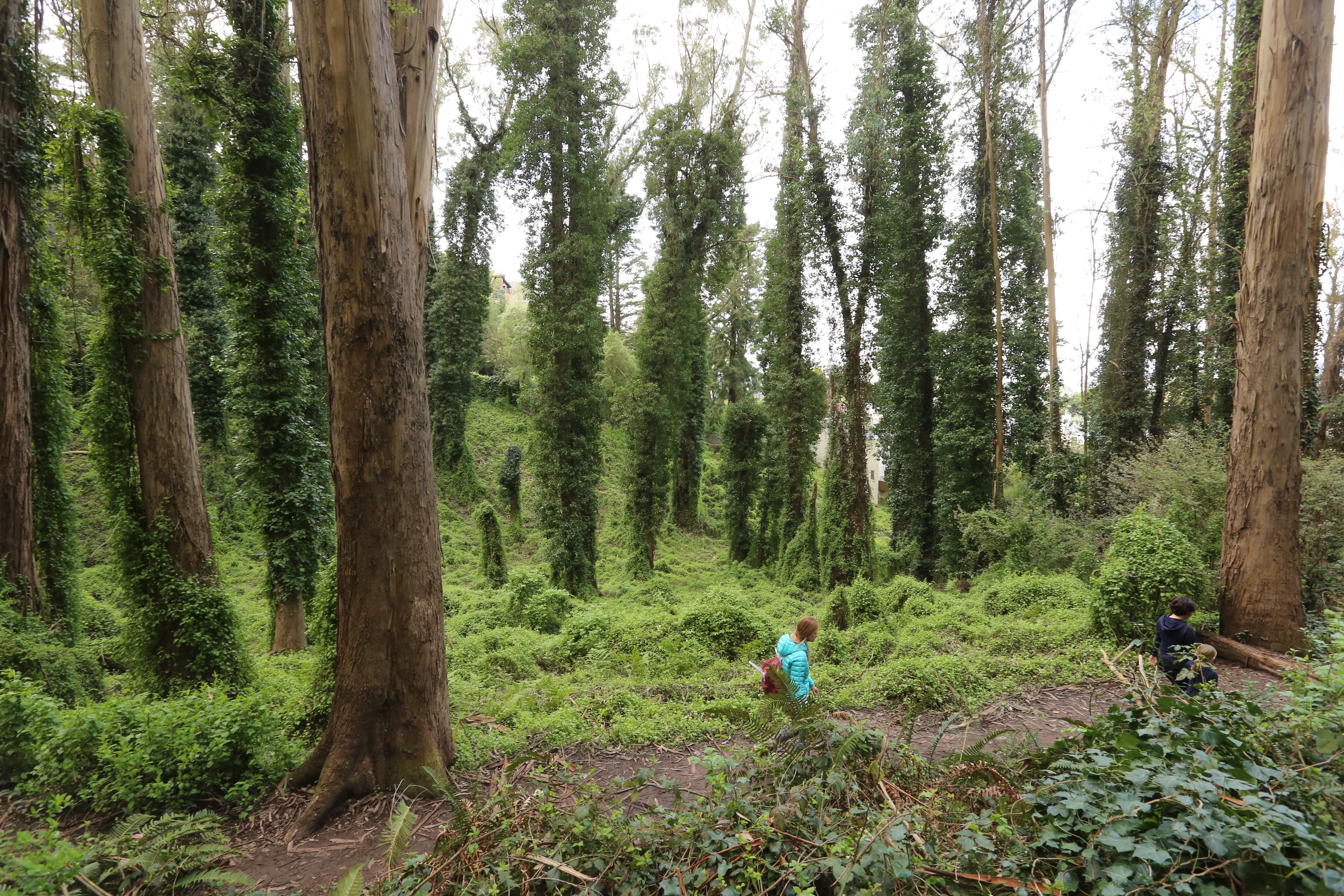 Hiker in the forest at Mount Sutro in San Francisco 
