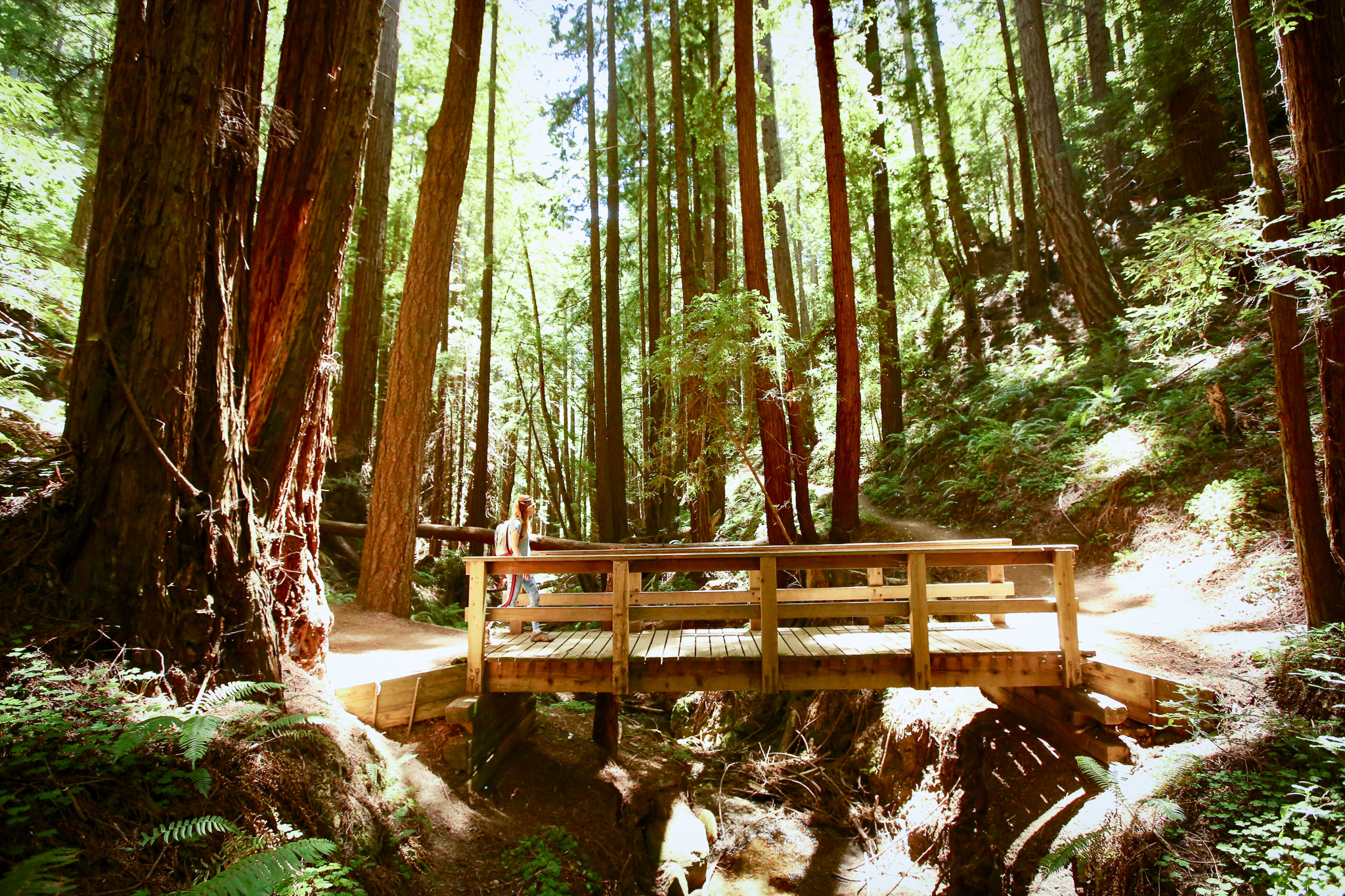 Hike Purisima Creek Open Space Preserve