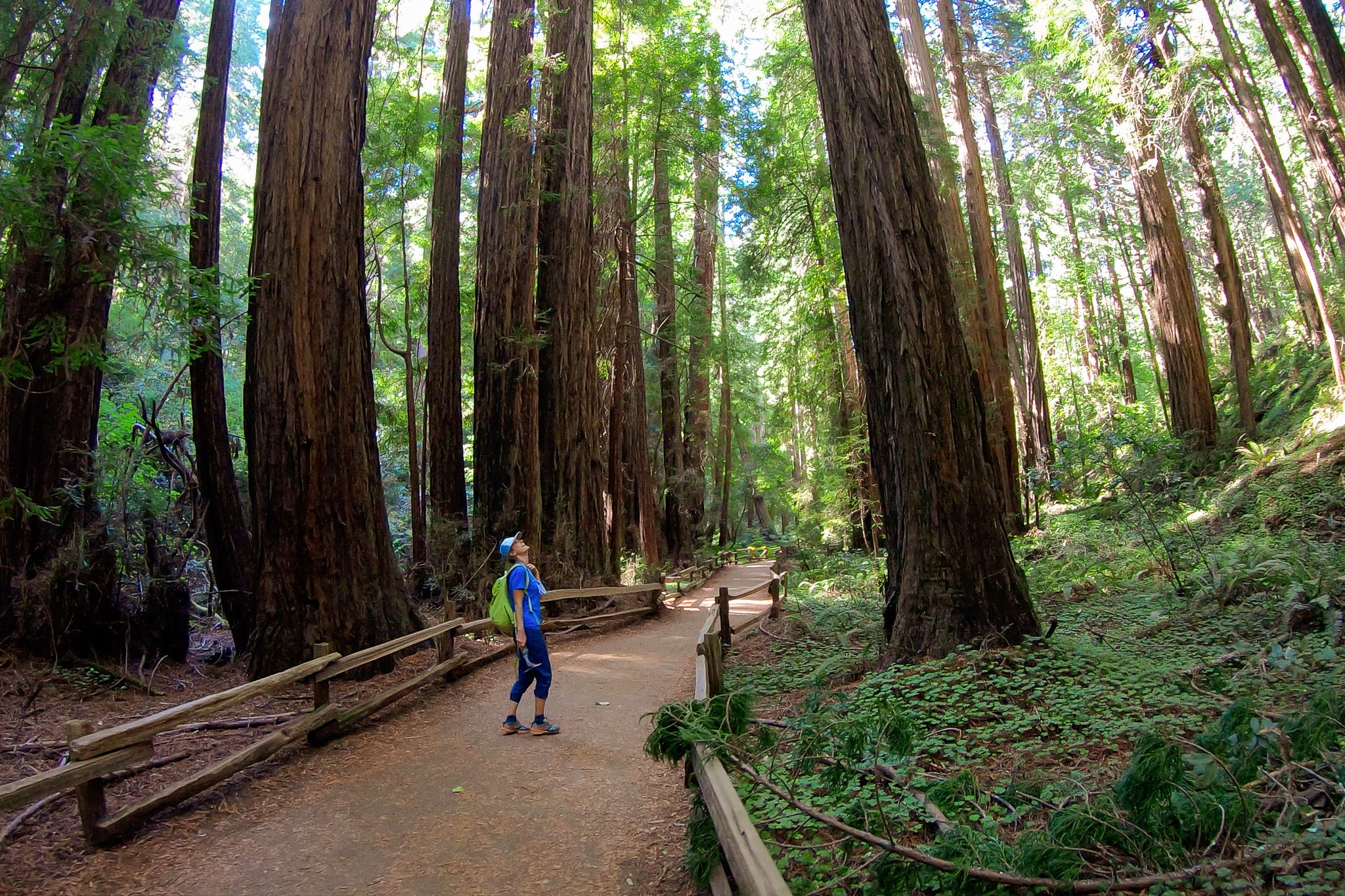 Hike Mount Tamalpais into Muir Woods 