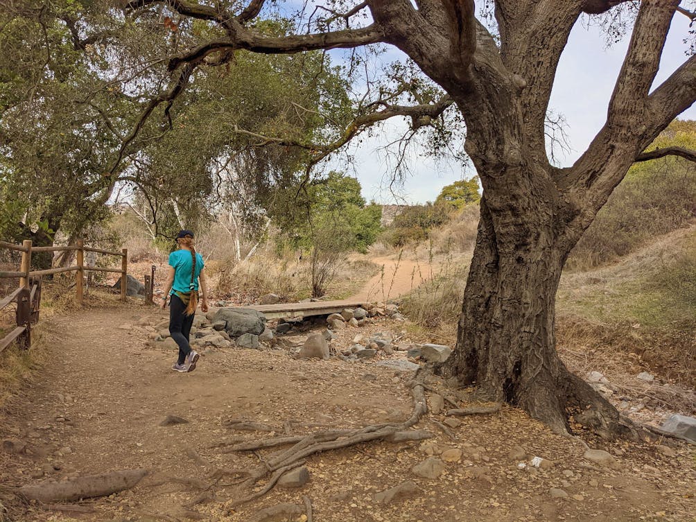 Woman walking past a large oak tree at Mission Trails Regional Park in San Diego 