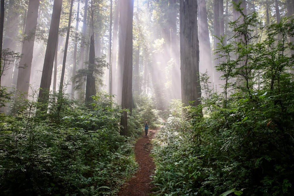 Hiker on the James Irvine Trail among the tall trees at Prairie Creek Redwoods State Park in Humboldt County 